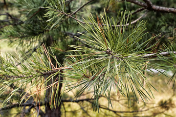 Branch of pine tree in forest