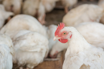 A hen. Close-up of a chicken. Coop.