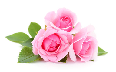 Beautiful pink roses.