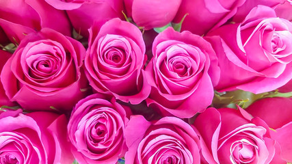 Pink roses background; pink roses meanings include admiration,  romance, and more