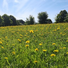 Meadow of dreams