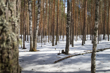 Fototapeta premium Bright sunny pine forest in the snow