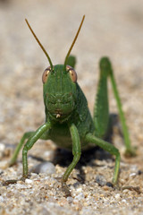 green grasshoper locust on the sand
