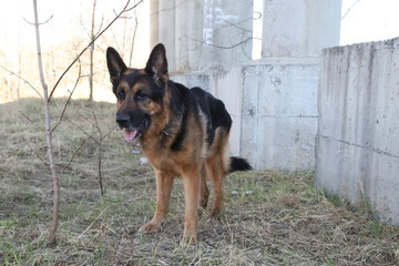 Dog German Shepherd outdoors in a summer