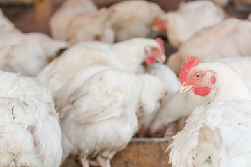 A hen. Close-up of a chicken. Coop.