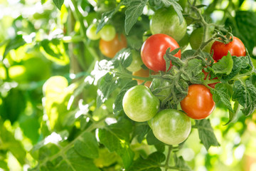 Branch growing tomatoes
