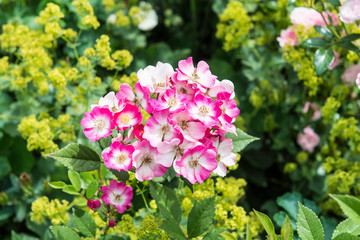 Büschelrose und Frauenmantel