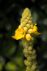 Blühende Königskerze