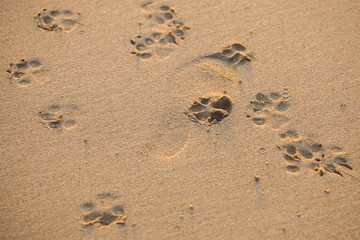 Footprints in the sand
