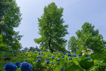 森の紫陽花,アジサイ,アジサイ科,アジサイ属,落葉低木,自生,森,白,青,紫,青空,森林,山,林,花,植物,6月,初夏,雨,梅雨,群馬,渋川,公園