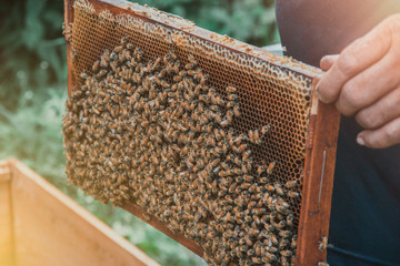 beekeeper holding a honeycomb full of bees. Beekeeper inspecting honeycomb frame at apiary. Beekeeping concept