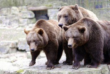 Europäische Braunbären (Ursus arctos) , captive, Baden-Württemberg, Deutschland, Europa