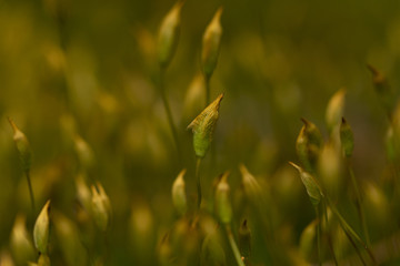 the growth of new green buds with yellow grow up