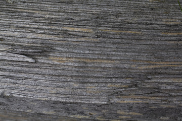 detail of cut wood, horizontal ring rings, grey wood shrouded by weather