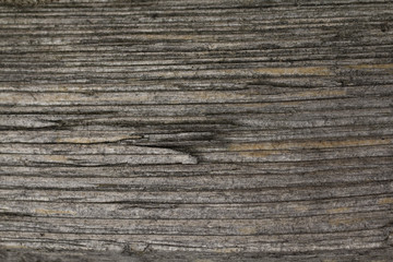 Naklejka premium detail of cut wood, horizontal ring rings, grey wood shrouded by weather