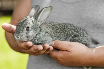 rabbit, a hare in human care, in the hands of a farmer