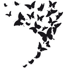 black butterfly, isolated on a white