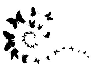 black butterfly, isolated on a white