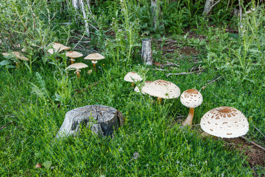Lepiotas estrelladas. Macrolepiota venenata.