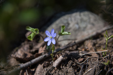 Blue liverwort, stone behind