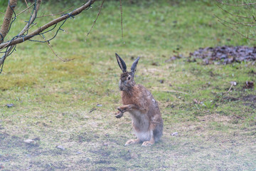 Brown rabbit, green garden grass