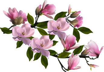 pink blossoming lush branch of magnolia on white