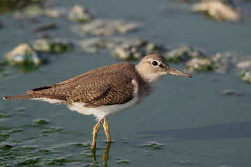 Common Sandpipers are seen in winters by saltish water bodies. They stick around till March to fly...