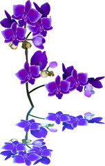 Fototapeta na wymiar dark blue color orchid branch with reflection