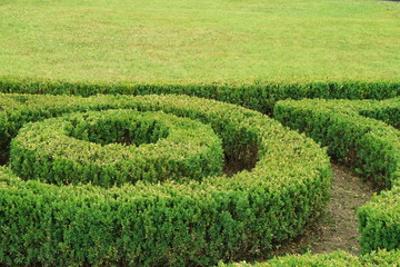 Image cropped bushes.