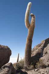 Fototapeta na wymiar Trichoreceus Cactus on Isla Incahuasi - Isla del Pescado - Salar de Uyuni, Bolivia - South America