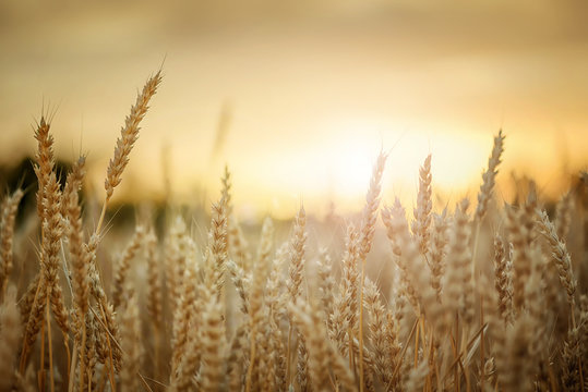 Wheat in sunset