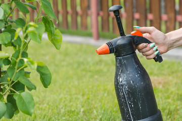 Spray the tree against insects. Sprayer from insects. Garden inverter.