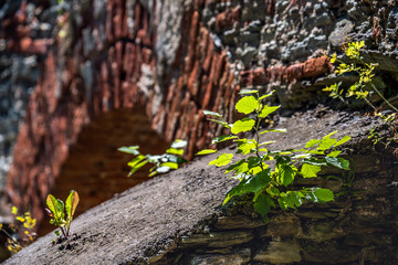 Junge Buche auf einer alten Burgmauer