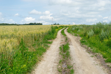 Vanishing dirt road through wheat farm field