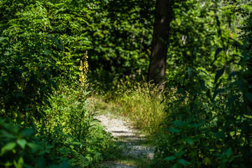 Großblütige Königskerze am Wegerand