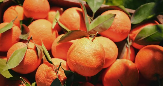 Fresh oranges from orchard placed in wooden box