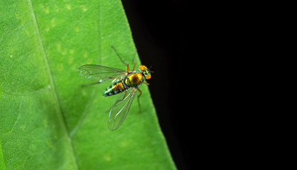 Macro Photo of Beautiful Fly on Green Leaf with Space for Text