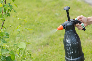Spray the tree against insects. Sprayer from insects. Garden inverter.