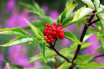 red, berry, fruit, nature, green