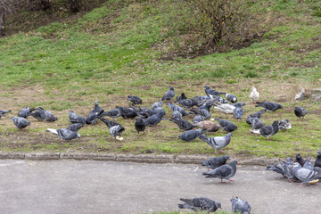 Obraz premium Pigeons in the city park outdoor with green grass