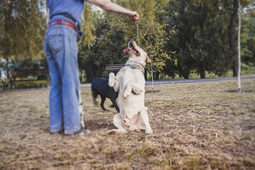 Person and dog friendship magic .  Dog and trainer . 