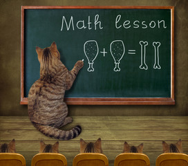 The cat teacher writes a mathematical equation on the blackboard in the classroom.