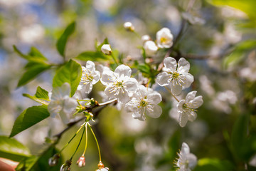 Cherry plum tree blossom. Blooming tree branch on the sunny spring day. Real natural photo background.