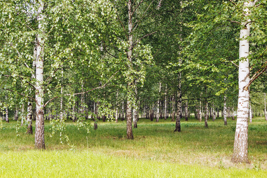 Beautiful slender birch trees in a summer park in sunny weather