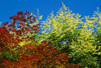Fächerahorn und Blasenesche im Sommer