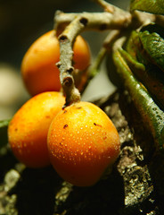 Three orange loquats at the old tree