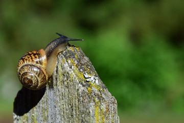 Schnecke mit Schneckenhaus kriecht auf einen Zaunpfahl