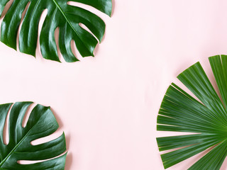 Fototapeta na wymiar Monstera leaves and one palm leaf on the pink background. Minimal summer concept. Tropical vibes. Copy-space for your text