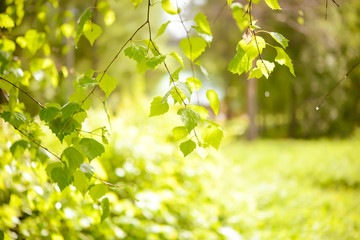 Fototapeta premium Summer sunshine blurred background, sunlight