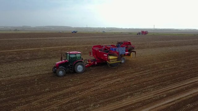 harvesting potatoes with a combine / harvester plowing the field and harvesting potatoes